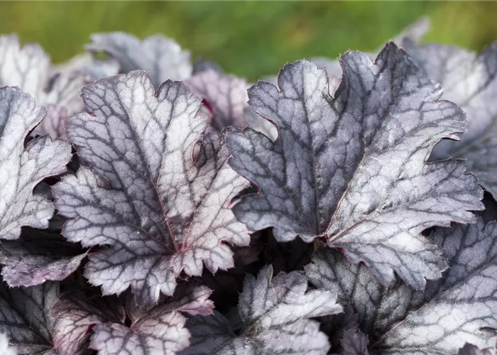 Heuchera x micrantha 'Plum Pudding' -R- Heuchera x micrantha 'Plum Pudding' -R-