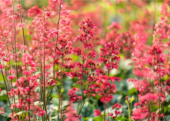 Heuchera x cult.'Paris' Heuchera x cult.'Paris'