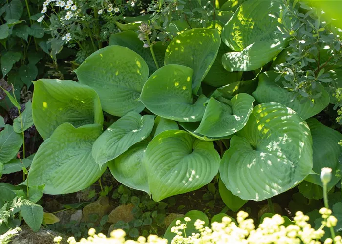 Hosta elata