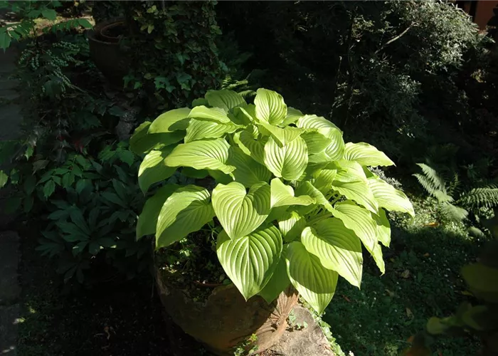 Hosta sieboldiana 'August Moon'