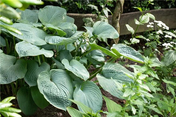 Blaugraue Garten-Funkie 'Big Daddy'