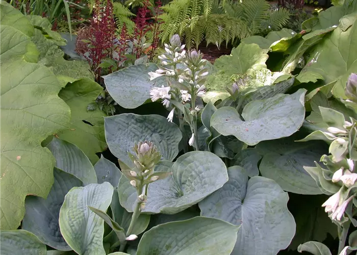 Hosta sieboldiana 'Blue Angel'