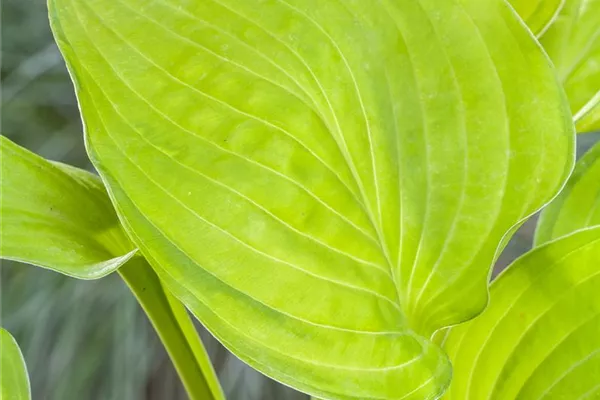Gelblaubige Garten-Funkie 'Gold Edger'