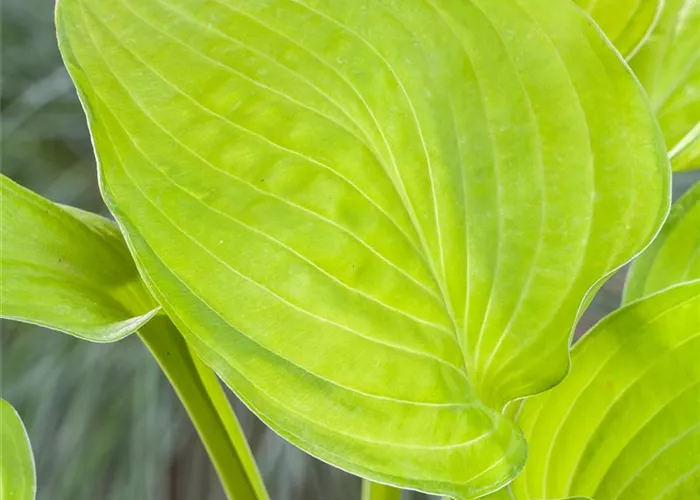 Hosta x cult.'Gold Edger'