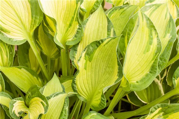 Garten-Funkie 'Albopicta'