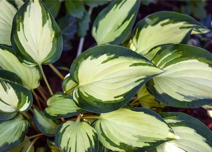 Hosta x tardiana 'June' -R-