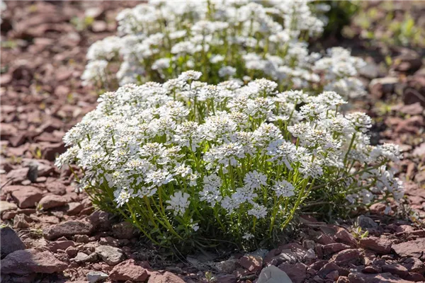 Immergrüne Garten-Schleifenblume 'Alexander's White'