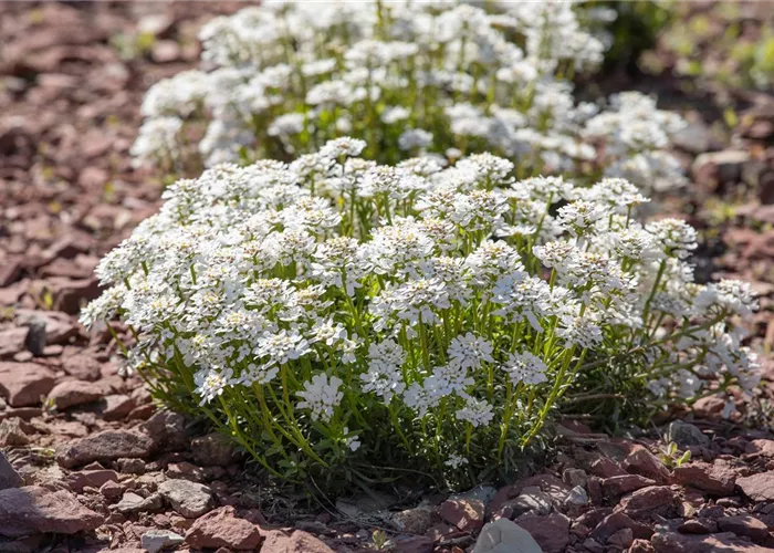 Iberis sempervirens 'Alexander's White'