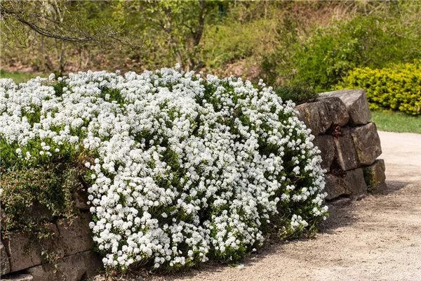 Immergrüne Garten-Schleifenblume 'Findel'