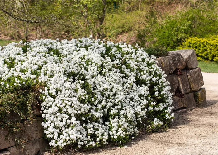 Iberis sempervirens 'Findel'
