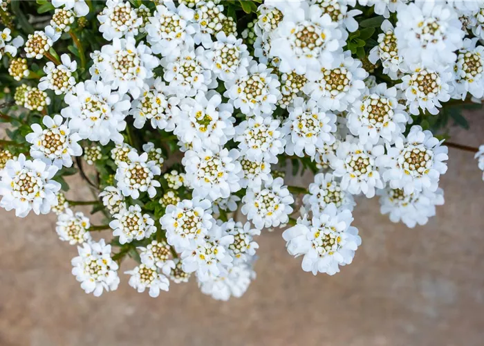 Iberis sempervirens 'Zwergschneeflocke'
