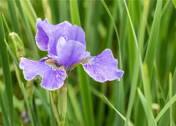 Iris sibirica 'Cambridge'
