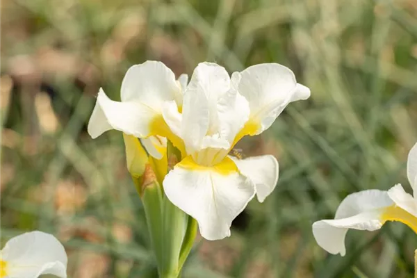 Bartlose Garten-Schwertlilie 'Viel Schnee'