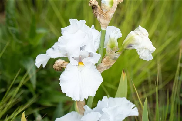 Hohe Bartiris 'Bianca'
