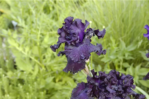 Hohe Garten-Schwertlilie