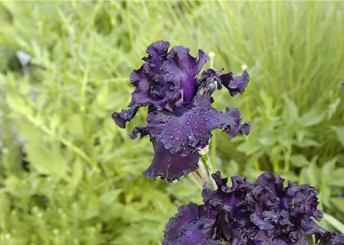 Iris x barb.-elat.'Black Knight'
