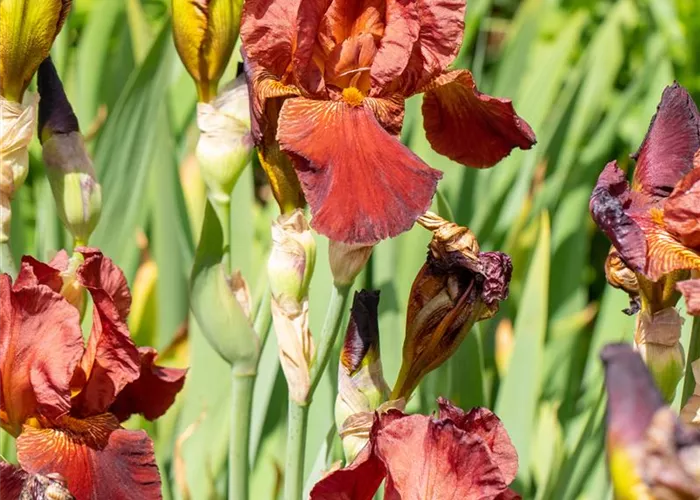 Iris x barb.-elat.'Natchez Trace'