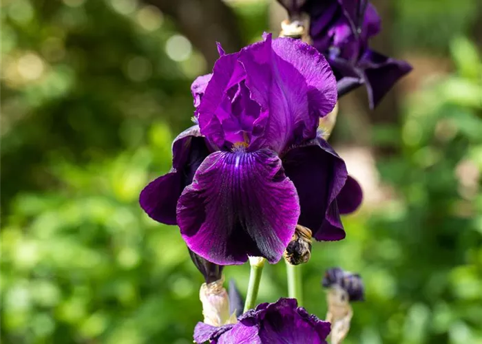 Iris x barb.-elat.'Night Owl'