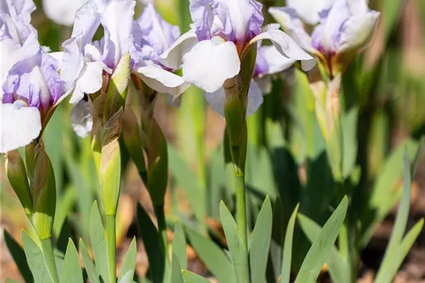 Zwergige Garten-Schwertlilie 'Blue Denim'