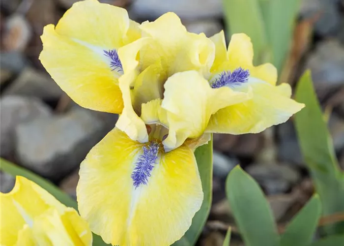Iris x barb.-nana 'Stockholm'
