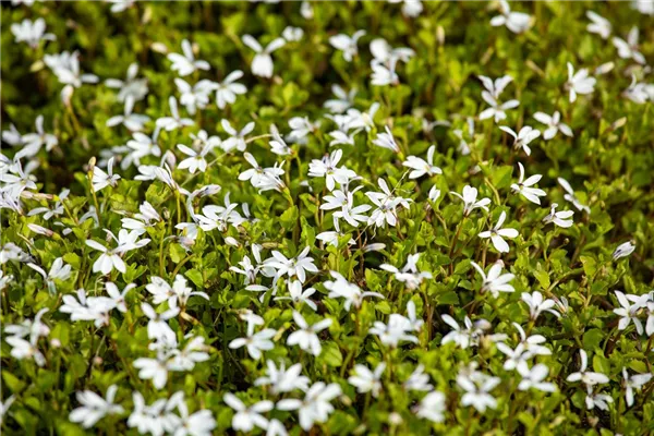 Australische Scheinlobelie 'Alba'