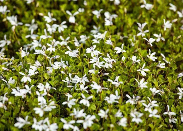 Isotoma fluviatilis 'Alba'
