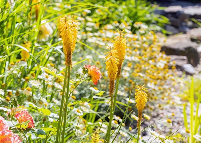 Kniphofia citrina
