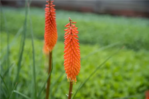 Garten-Fackellilie 'Alcazar'