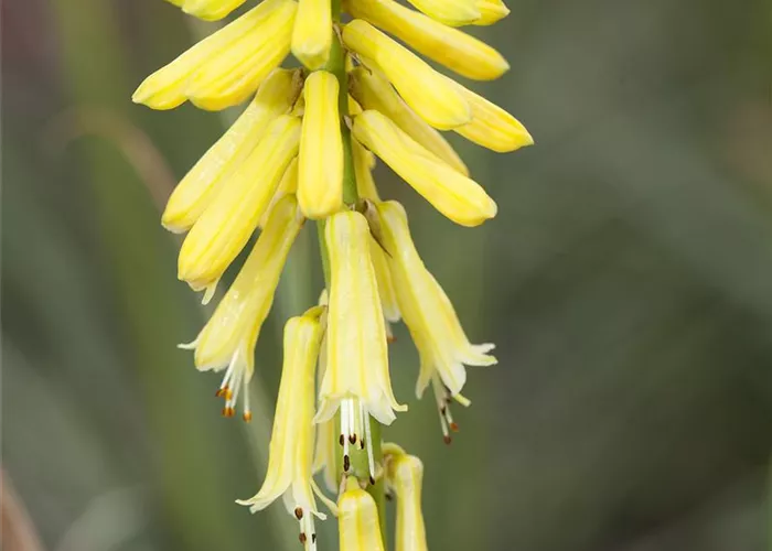 Kniphofia uvaria 'Green Jade'