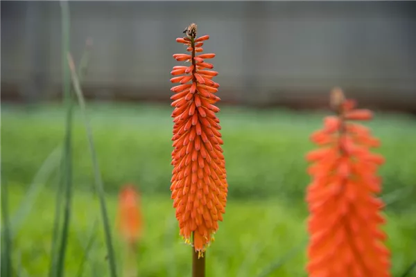 Fackellilie 'Red Hot Popsicle'(s)