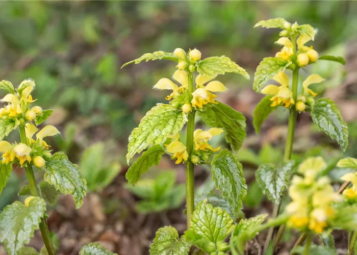 Lamiastrum galeobdolon 'Florentinum'