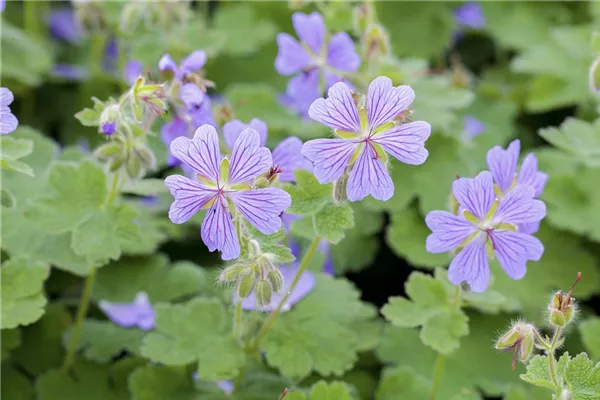 Garten-Storchschnabel 'Terre Franche'