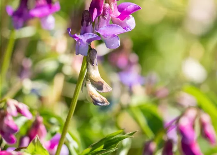Lathyrus vernus