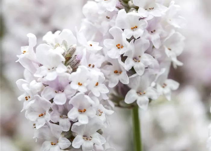 Lavandula angustifolia 'Alba' #