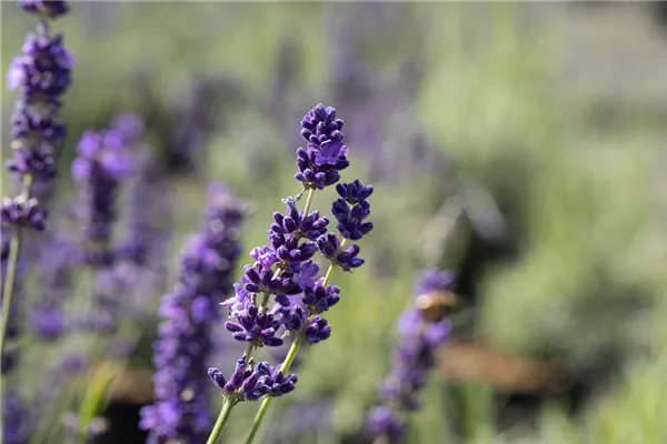 Echter Lavendel 'Imperial Gem'