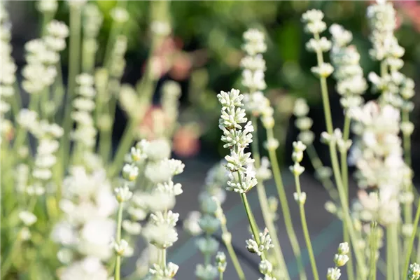 Bastard-Garten-Lavendel 'Edelweiß'