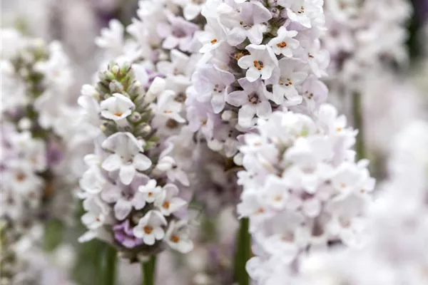 Rosablühender Garten-Lavendel 'Rosea'