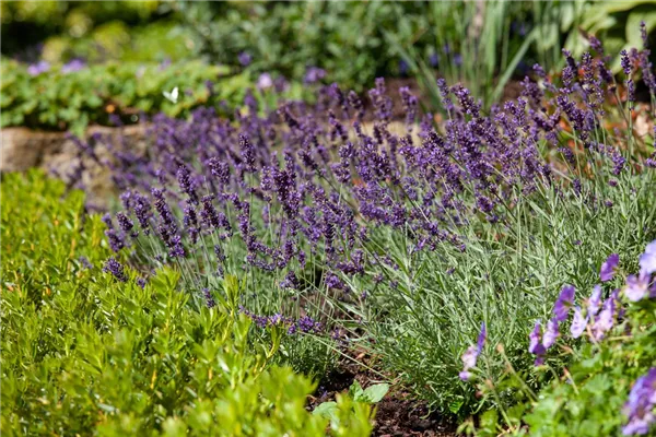Echter Lavendel 'Siesta'