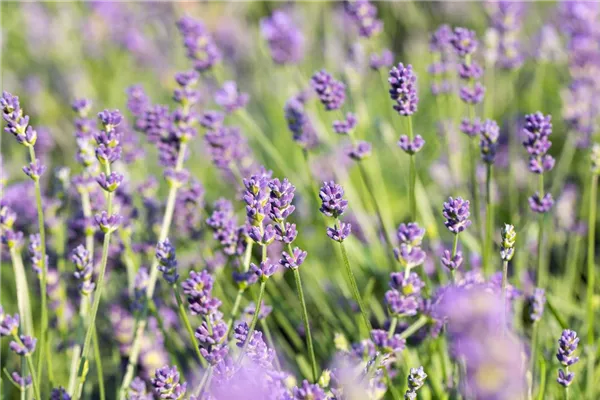 Bastard-Garten-Lavendel 'Grosso'