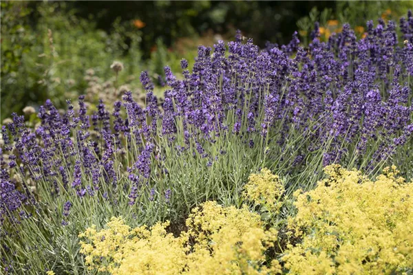 Echter Lavendel 'Richard Gray'