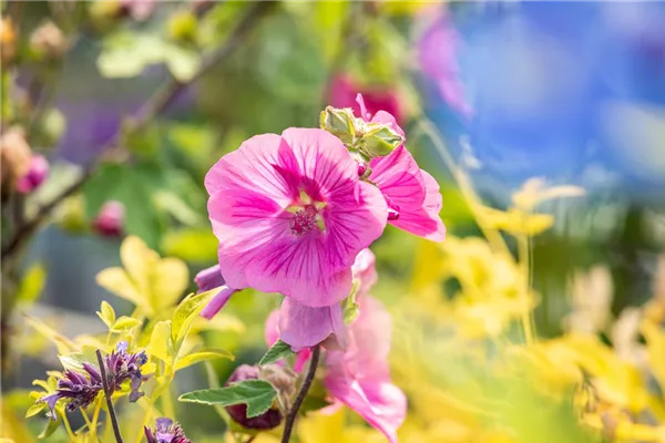Garten-Busch-Malve 'Burgundy Wine'