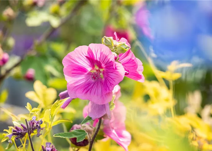 Lavatera x olbia 'Burgundy Wine'