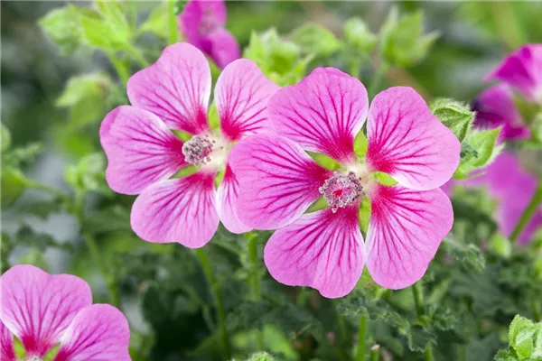 Garten-Busch-Malve 'Rosea'