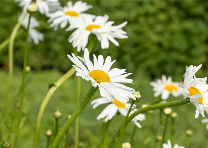Leucanthemum vulgare 'Maikönigin'