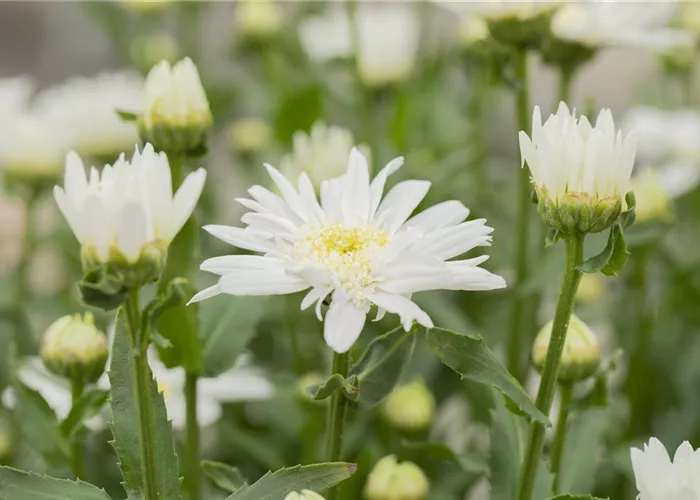 Leucanthemum x superb.'Christine Hagemann'