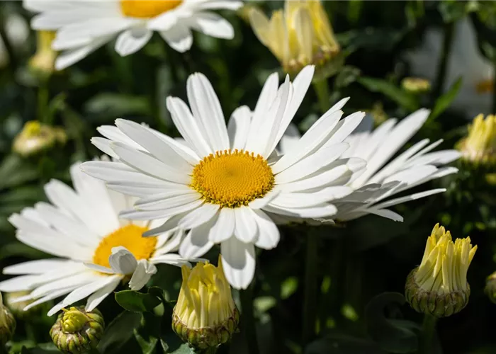 Leucanthemum x superb.'Polaris', gen.