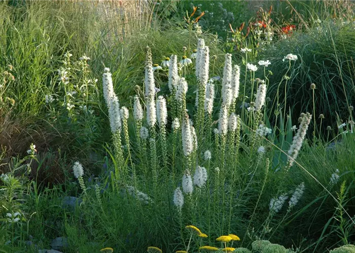 Liatris spicata 'Floristan Weiß'