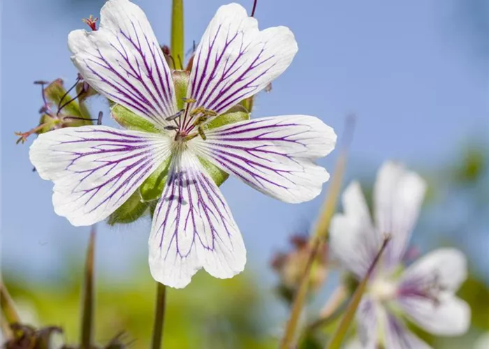 Geranium renardii