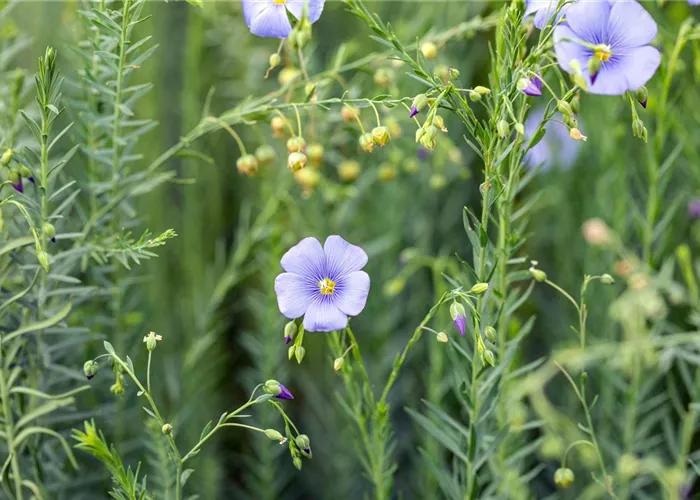 Linum perenne