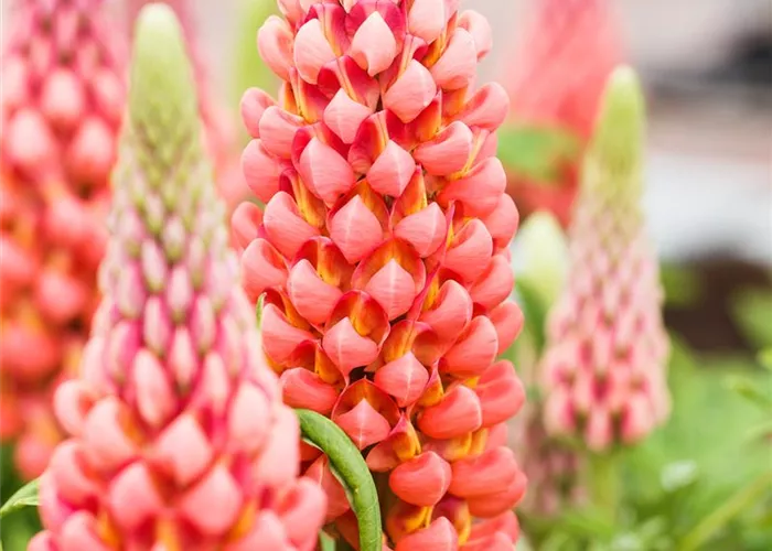 Lupinus polyphyllus 'Edelknabe' rot